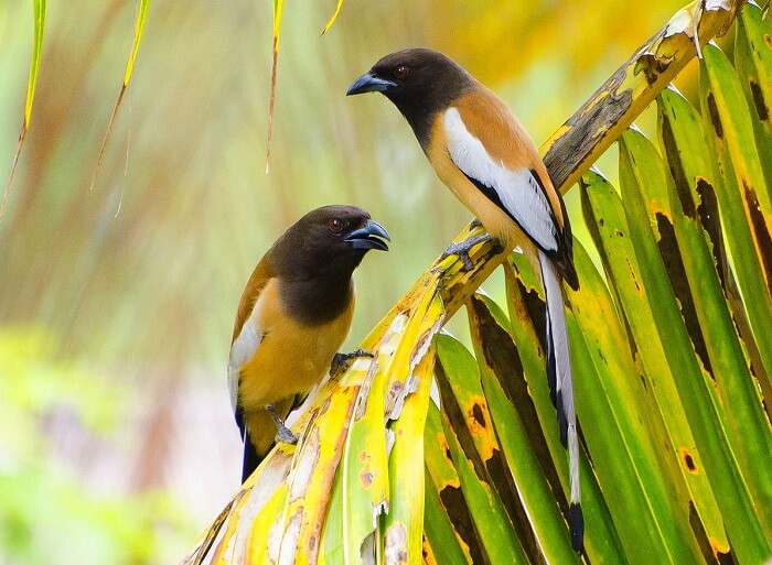 Birdwatching in Sariska Tiger Reserve