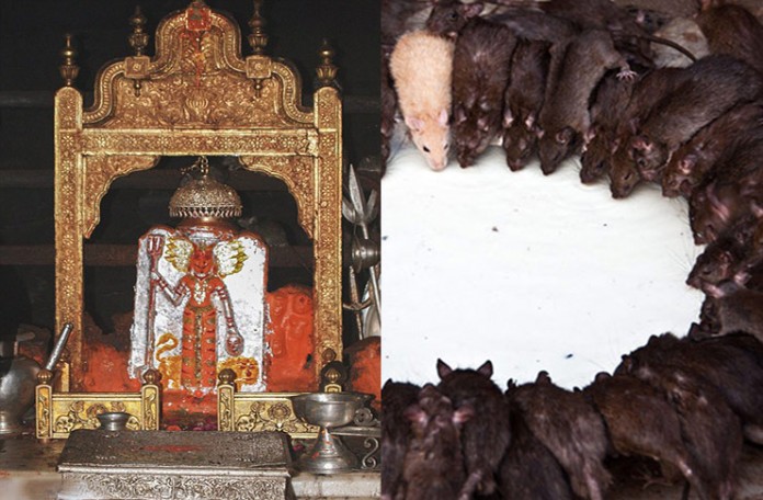 Karni Mata Temple, Bikaner