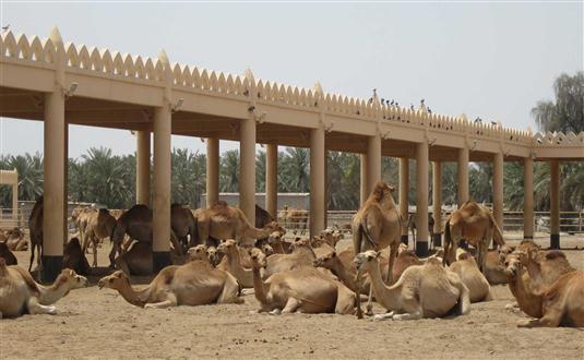 National Research Centre on Camel, Bikaner
