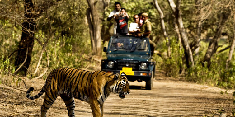 Corbett National Park, Nainital