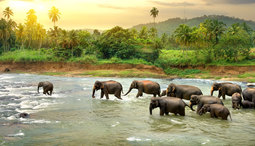 How to Experience Thekkady in Kerala ?