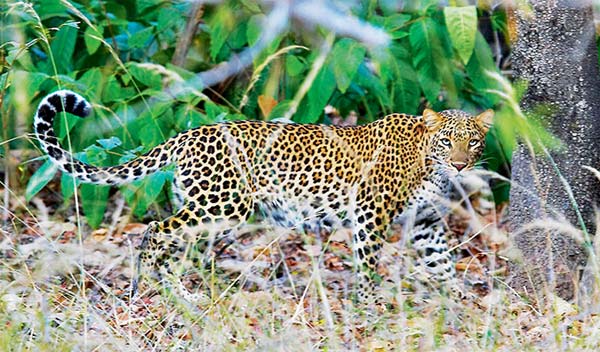 10 Mejores Destinos de Vida Silvestre en India