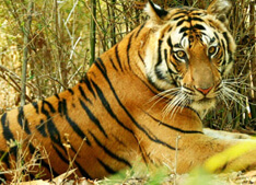 Bandhabgarh National Park