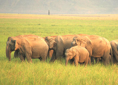 Jeep Safari in Corbett National Park
