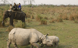 Rhino in Kaziranga National Park