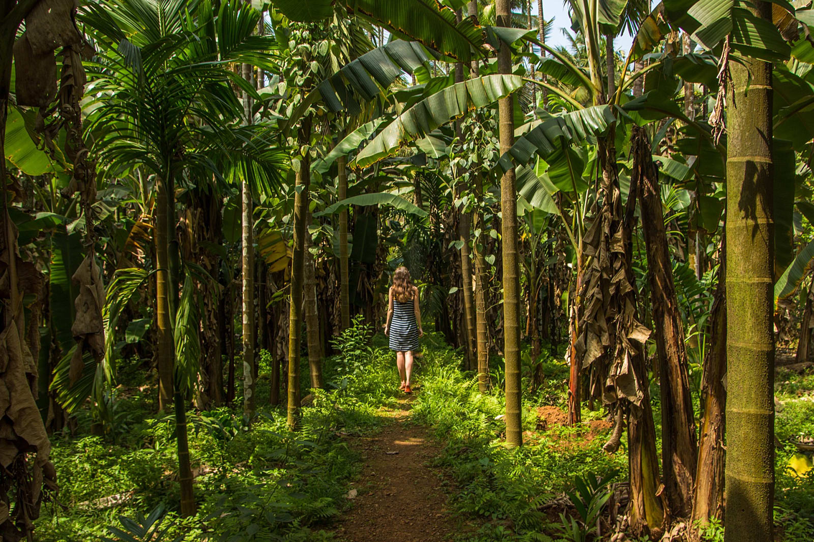 Spice Plantation Tour in Goa