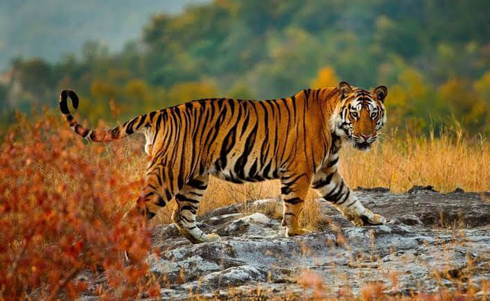 Ranthambore National Park