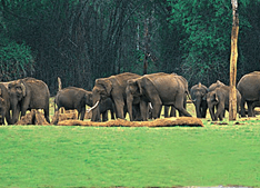 Wildlife Sanctuary Wayanad