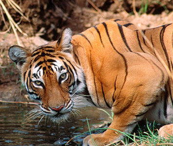 Royal Bengal Tiger Tour