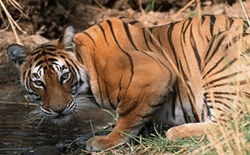 Royal Bengal Tiger Tour