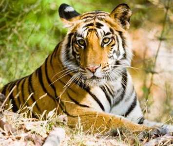 BandhavgarhTiger Safari