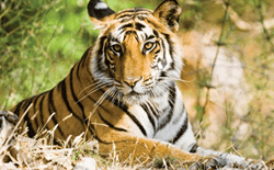 BandhavgarhTiger Safari