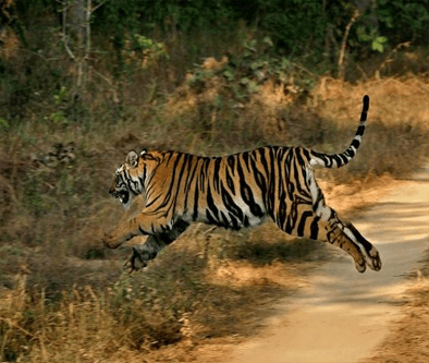 Sariska National Park Tiger