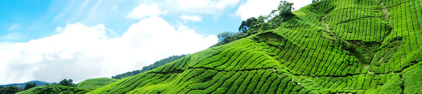 South India Tour in 5 days