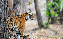 Wildlife Tourism in India