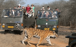 Jungle Safari in Ranthambore National Park
