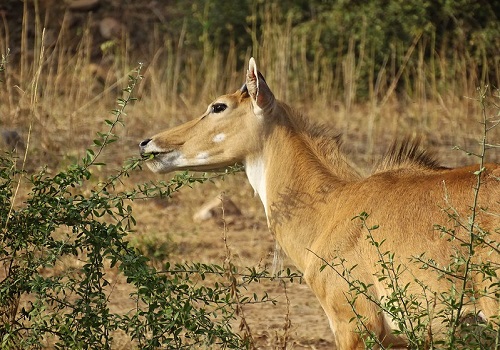 2 Days Sariska Tour from Delhi