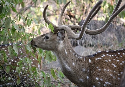 3 Days - Ranthambore Weekend Tour from Jaipur