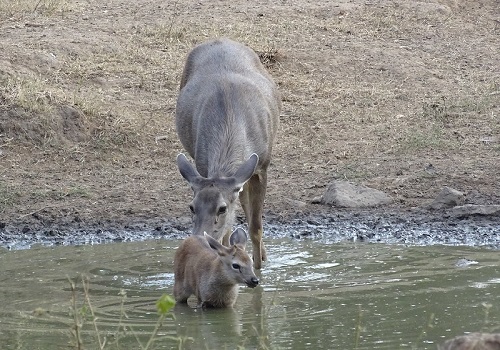 Deer at Sariska