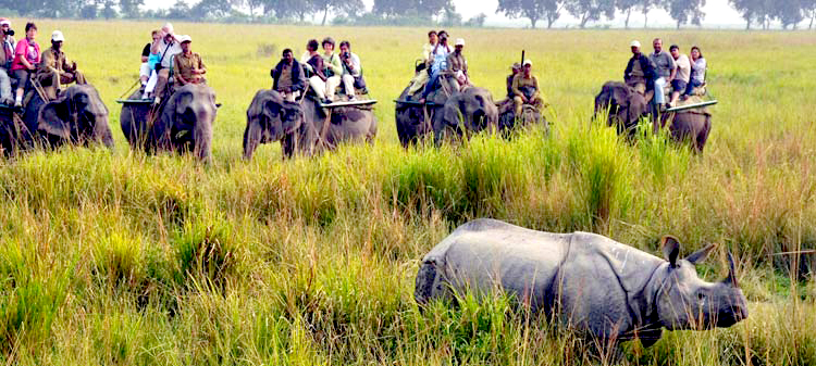Kaziranga National Park