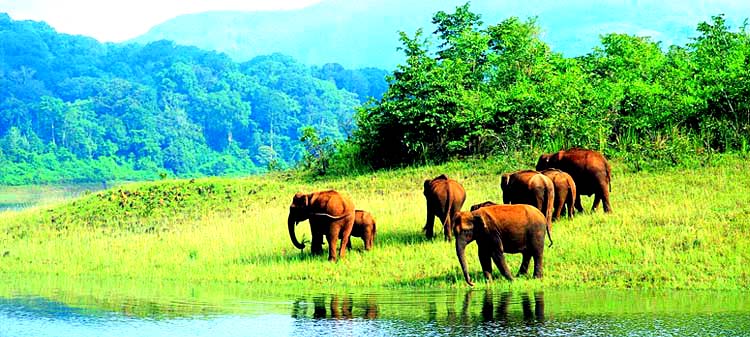 Periyar National Park, Kerala