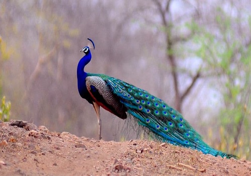 Peacock at Sariska