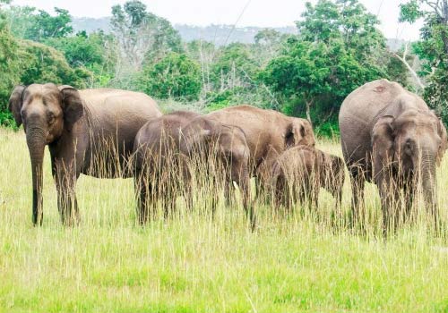 Bandipur National Park