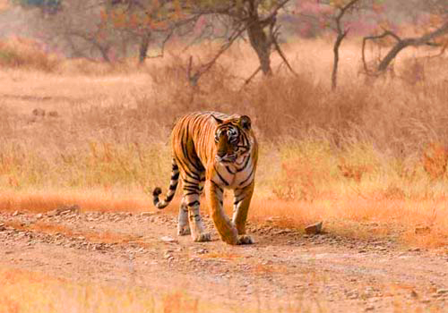 Tiger in Bandhavgarh National Park