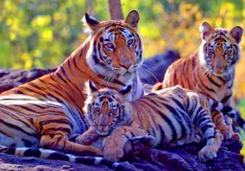 Tiger Family