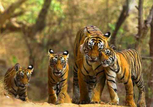 Tigers in National Parks in India