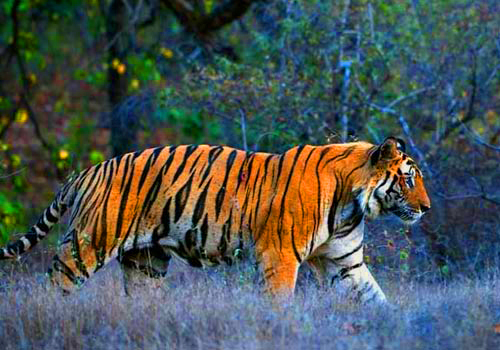 Tiger in Bandhavgarh National Park