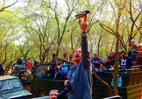 Tiger Safari in Ranthambore Natioanl Park