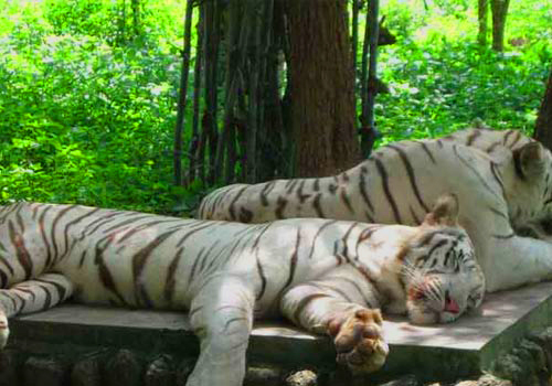 bandhavgarh national park umaria