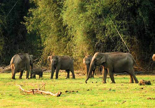 periyar national park kerala