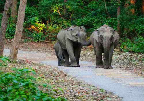  jim corbett national park