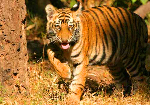 Jungle Safari in Ranthambore National Park