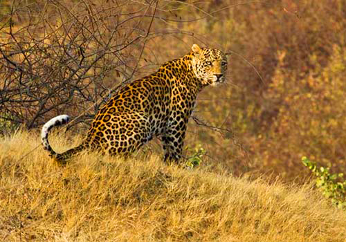 Leopard in National Park of India