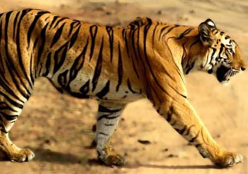 Bengal Tiger in Bandhavgarh National Park