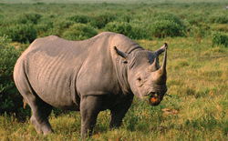 Wild Rhino in Kaziranga National Park
